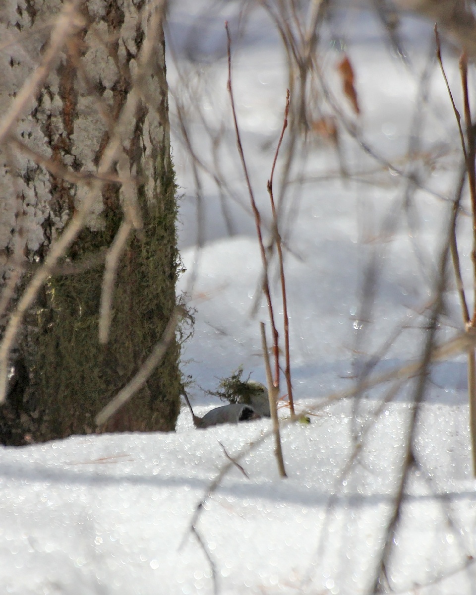Ополовник собирает материал для гнезда.
28.03.2024г. Плехановский бор.