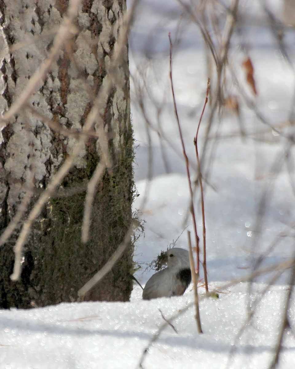 Ополовник собирает материал для гнезда.
28.03.2024г. Плехановский бор.