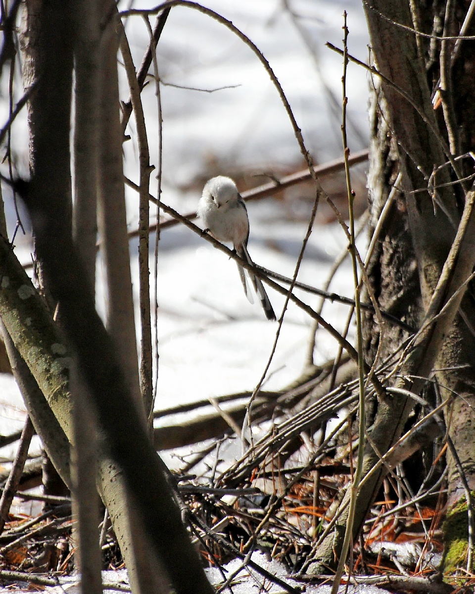 Длиннохвостая синица или Ополовник
28.03.2024г. Плехановский бор.