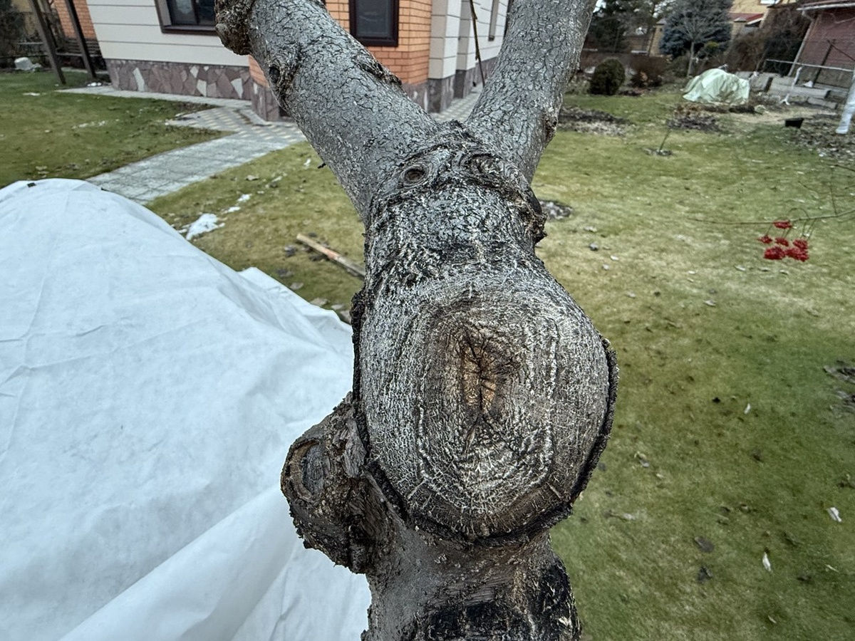 Срез уже полностью затянулся