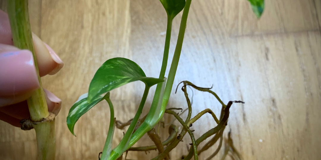 Что делать с эпипремнумом после покупки