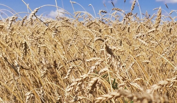    Фото: Лукьянов Дмитрий, AgroXXI.ru