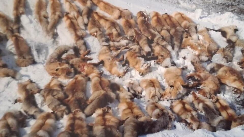 В одном из районов Алтайского края провели первое «платное» регулирование численности лисиц