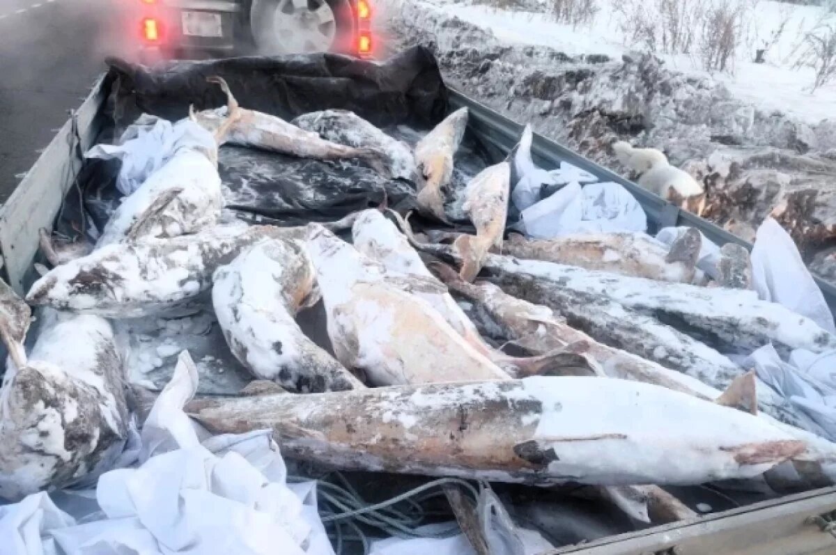    Комсомольчанина поймали на перевозке краснокнижной рыбы с ущербом 2,4 млн