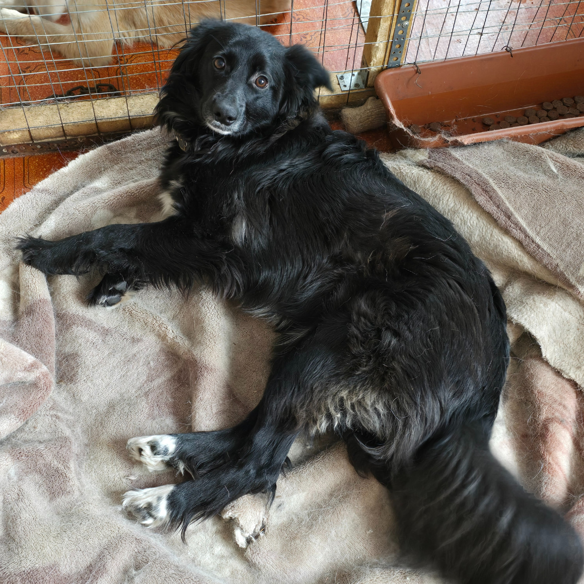 душа в вольере надеется