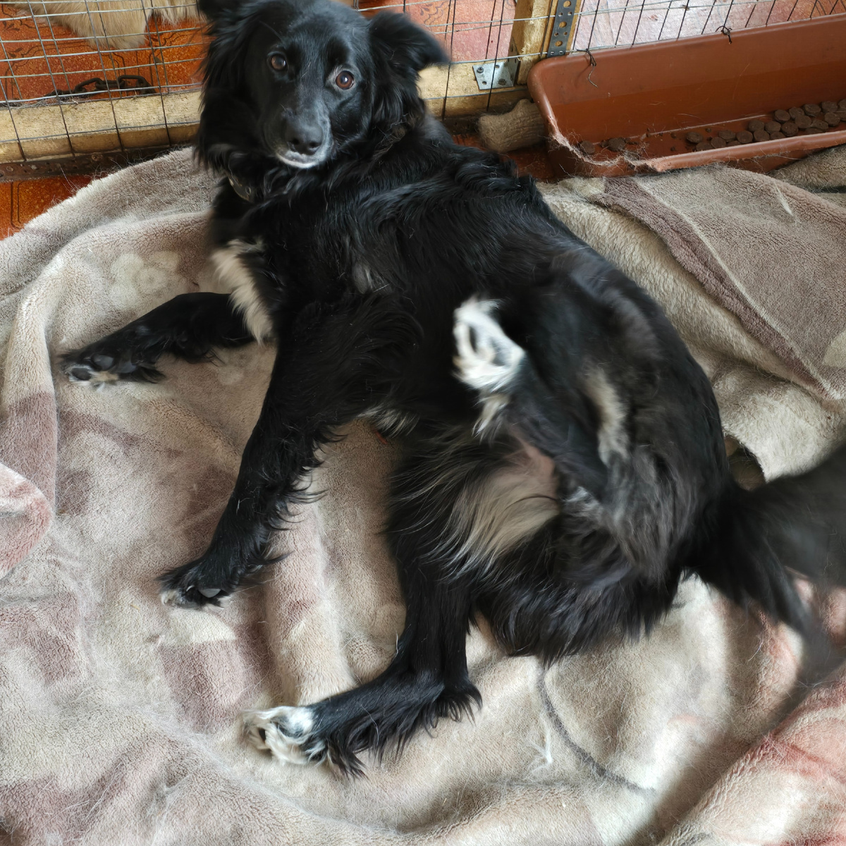 покорность в черных глазах