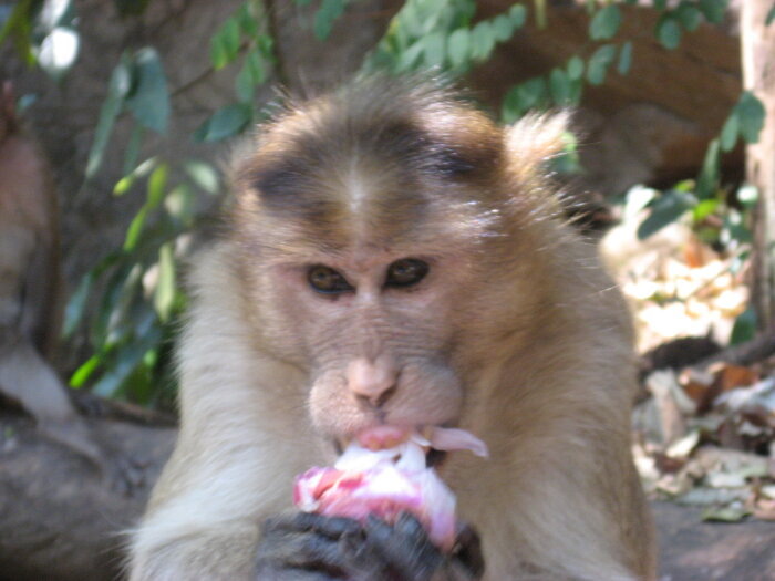 Обезьянкам в качестве гостинца надо везти не бананы, а репчатый лук. Его они грызут с удовольствием и никогда не цапнут за руку дающего / фото: Vostok.Today