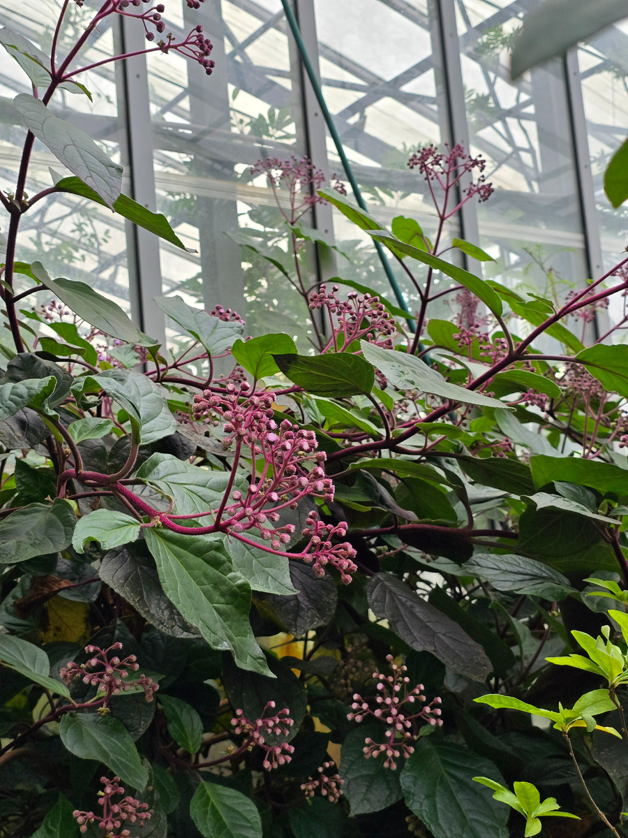 Пурпурный факел, или цветок голубого тумана, (лат. Bartlettina sordida).