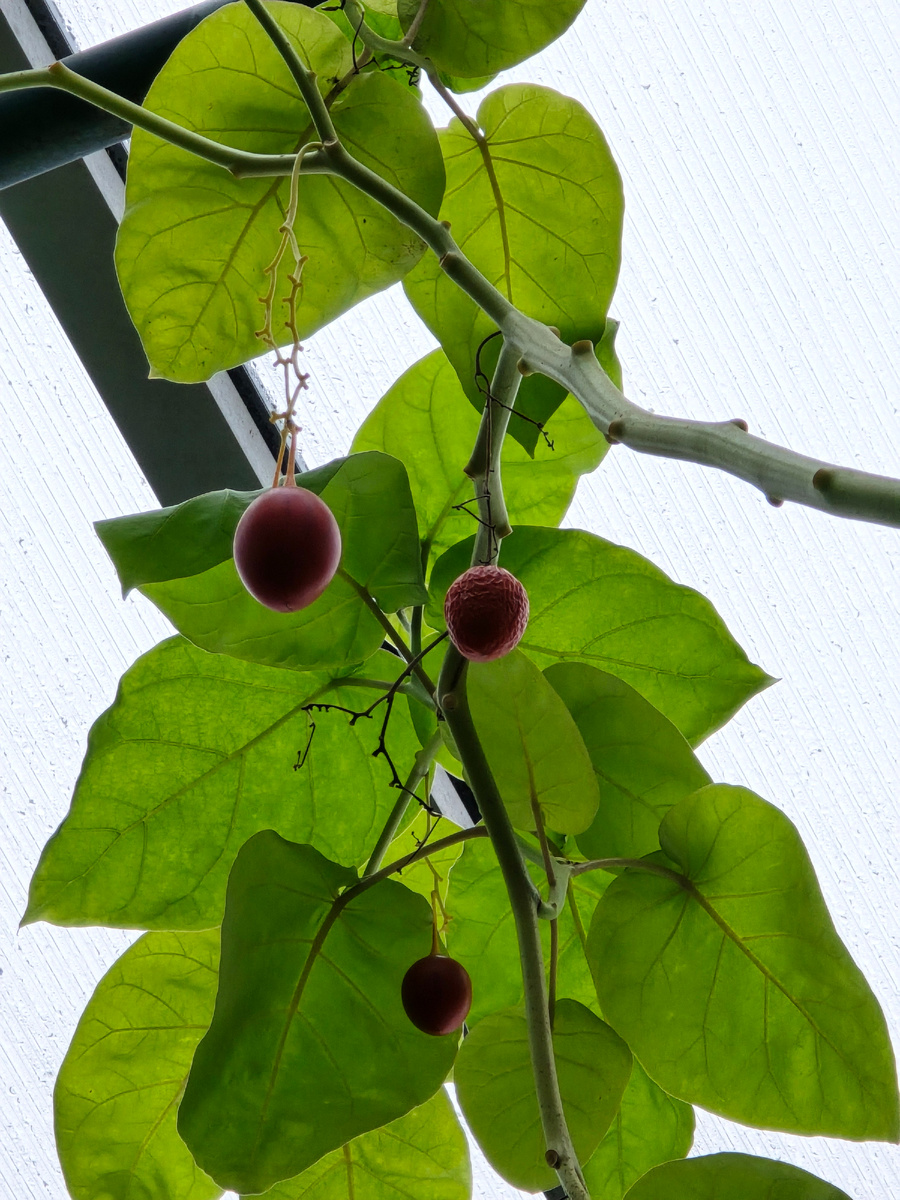 Тамарилло, или Цифомандра свекольная, или Томатное дерево (лат. Solanum betaceum).