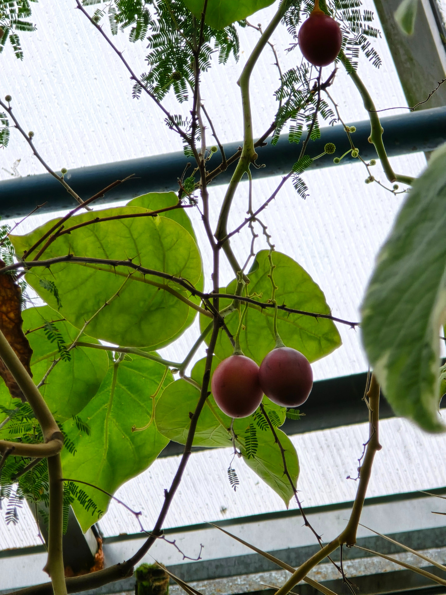 Тамарилло, или Цифомандра свекольная, или Томатное дерево (лат. Solanum betaceum).