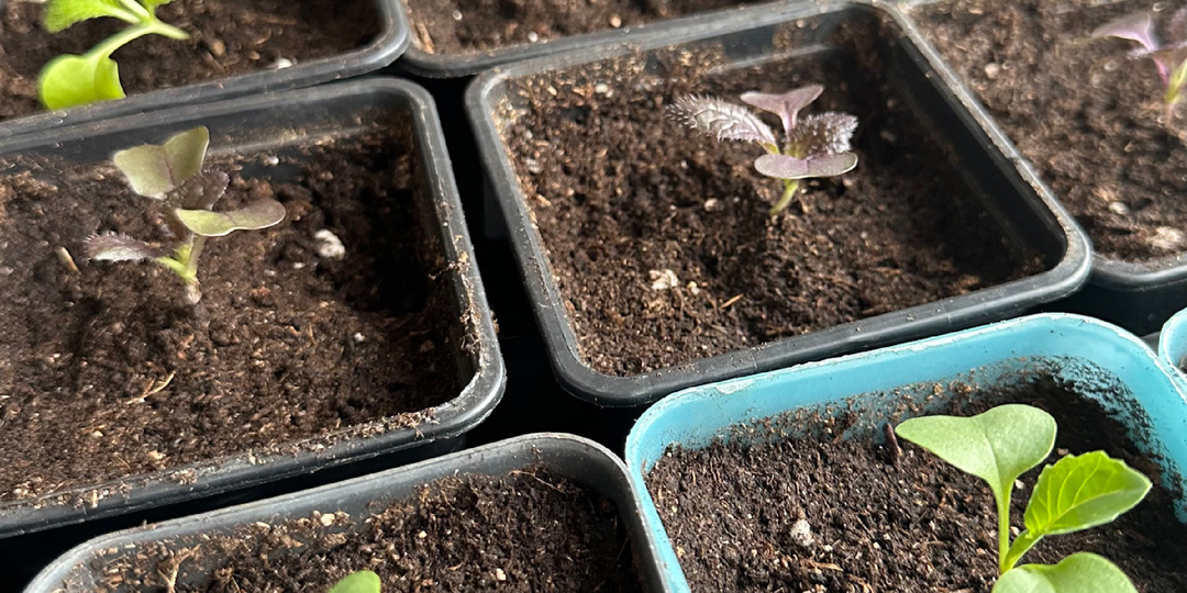 Распикировала вчера рассаду капусты. Вырастить ее дома - задача сложная.