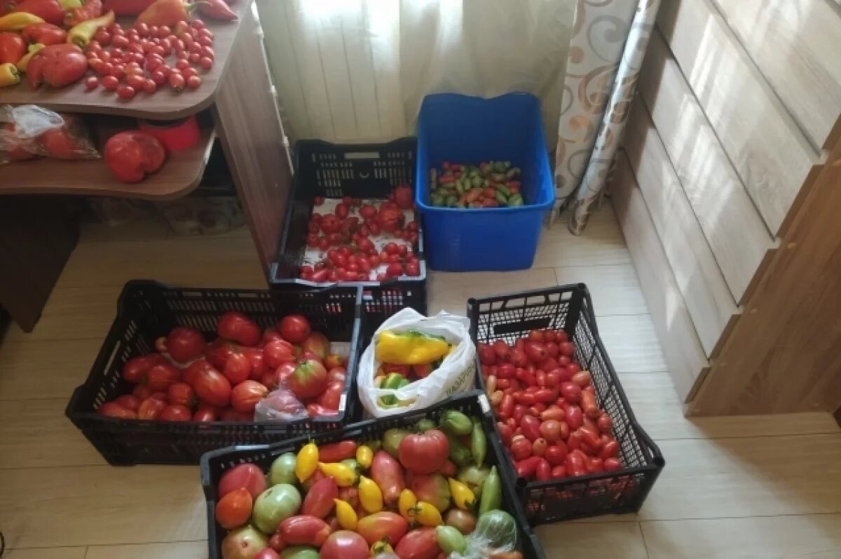    В салат и на засолку.