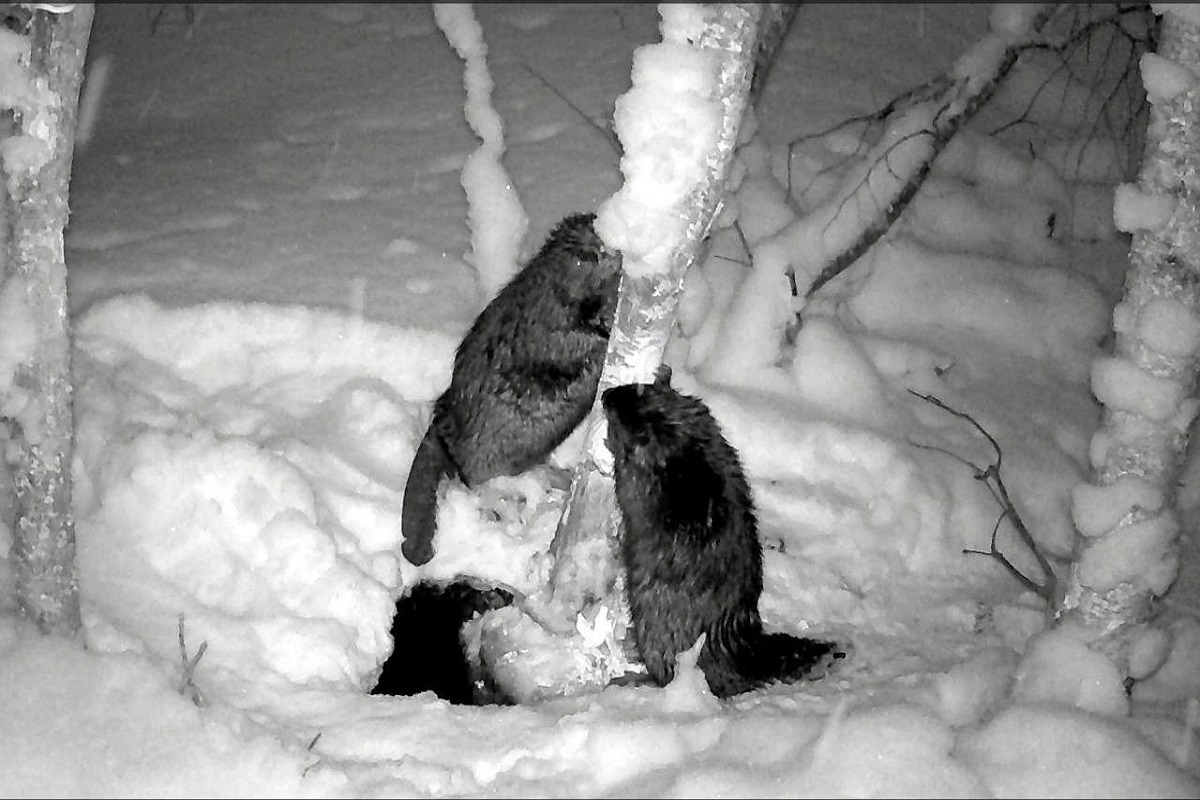    Фото: стоп-кадр, источник: Каждой твари по паре / Telegram