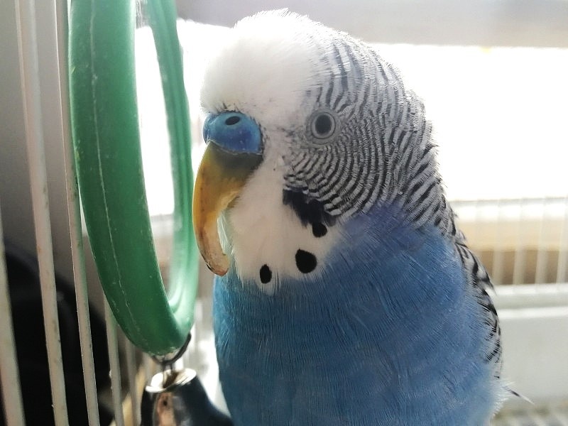 Клюв стал длиннее