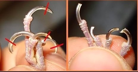 Лучше всё-таки к ветеринару