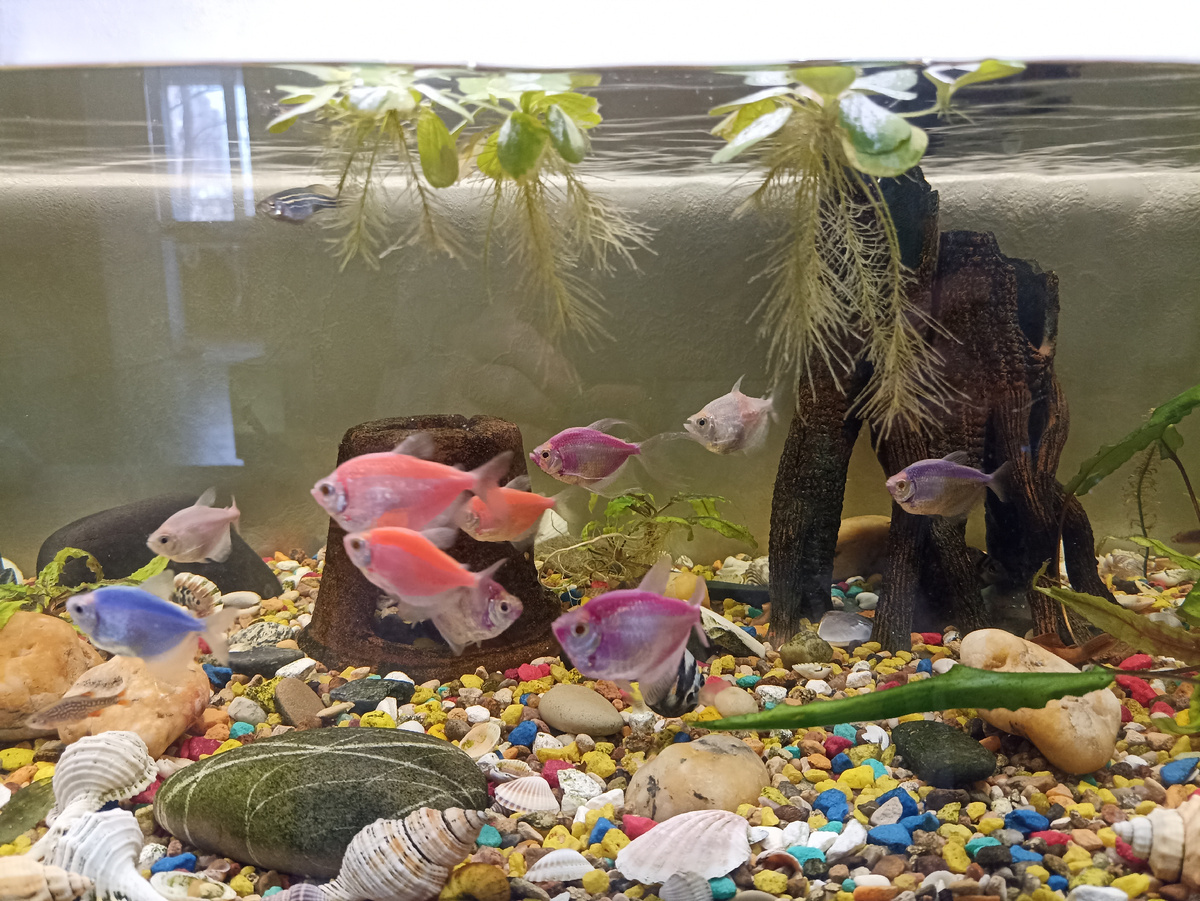 Кусочек нового аквариума