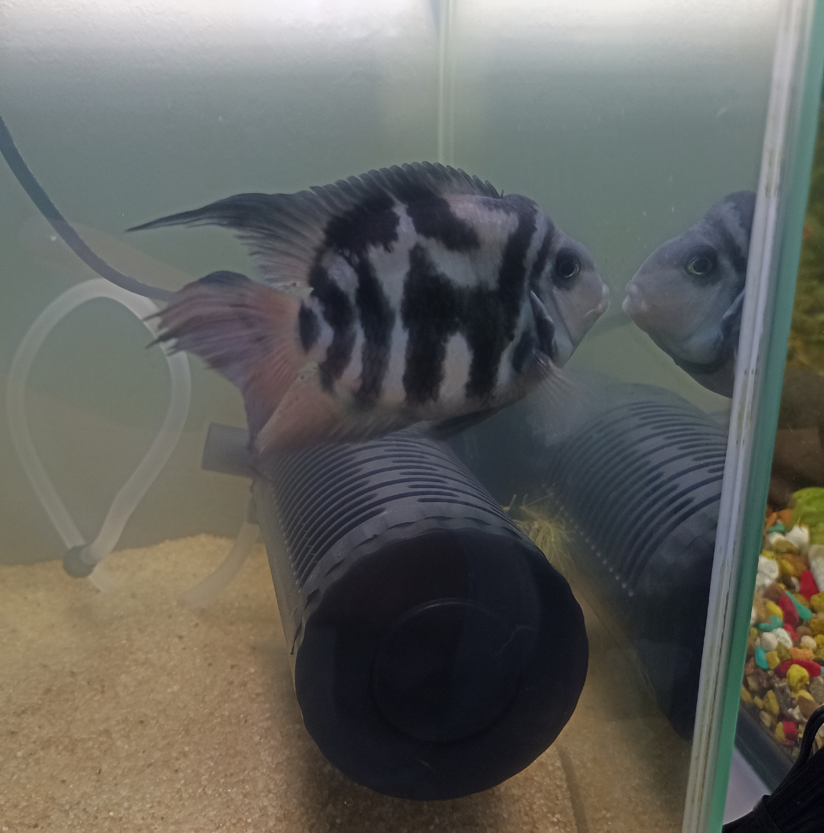 "Нерон" смотрит из своего ссыльного аквариума на бывших соплеменников