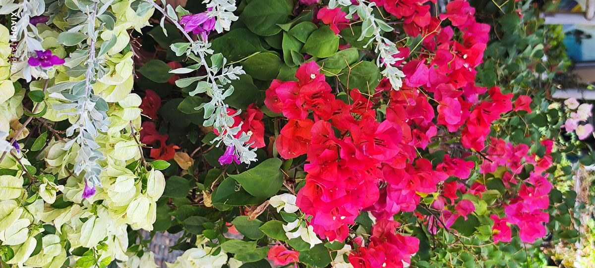 Бугенвиллия.