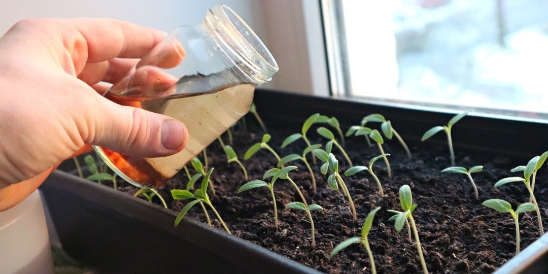 Чем подкормить молодую рассаду помидор и перца?