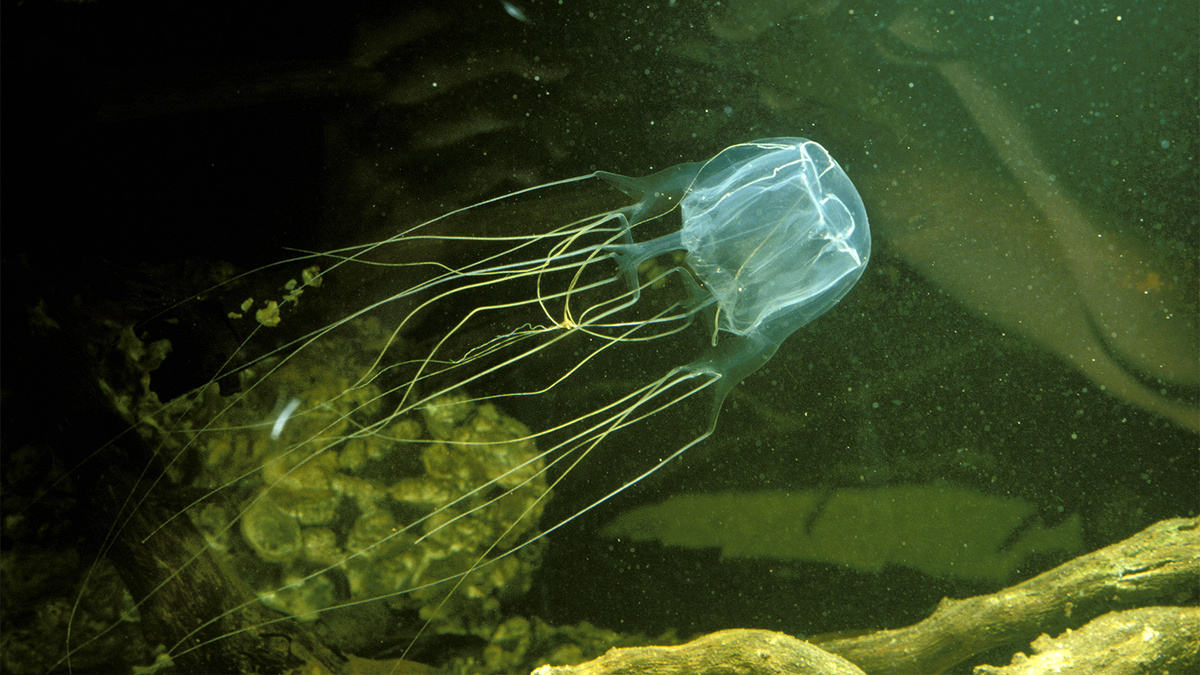 Кубомедуза Chironex fleckeri в прибрежных водах Австралии. https://animals.howstuffworks.com/marine-life/box-jellyfish.htm?
