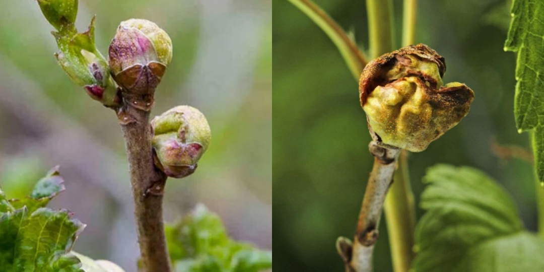 Почковый клещ вредил смородине 3 года. Один препарат закрыл вопрос