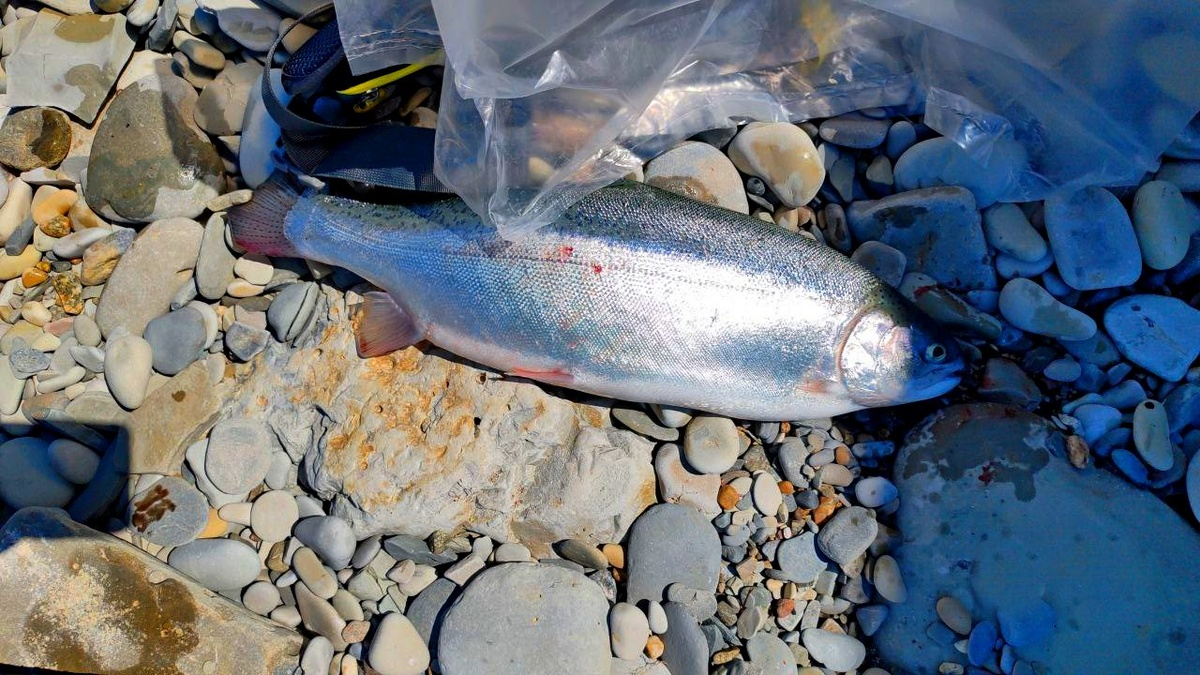 Радужная форель.