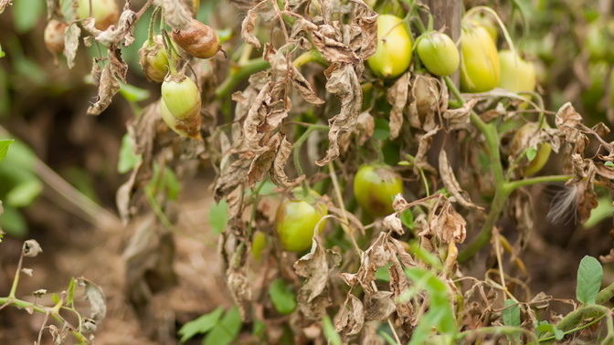 Так выглядели мои томаты каждый август — из 24 кустов к концу сезона оставалось 6-8 здоровых