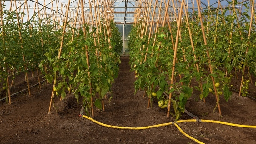 Капельная лента отступает от стеблей на 20 см — корни разрастаются, влага не попадает на растения