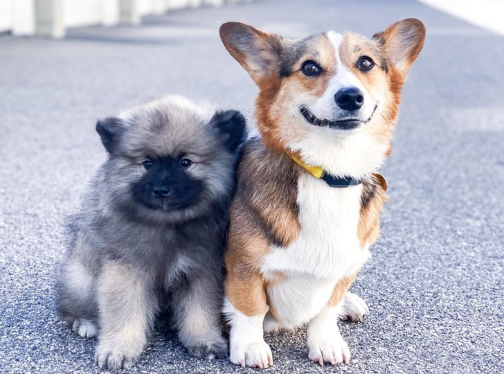 20+ фото собачек, после которых захочется обзавестись пушистым другом