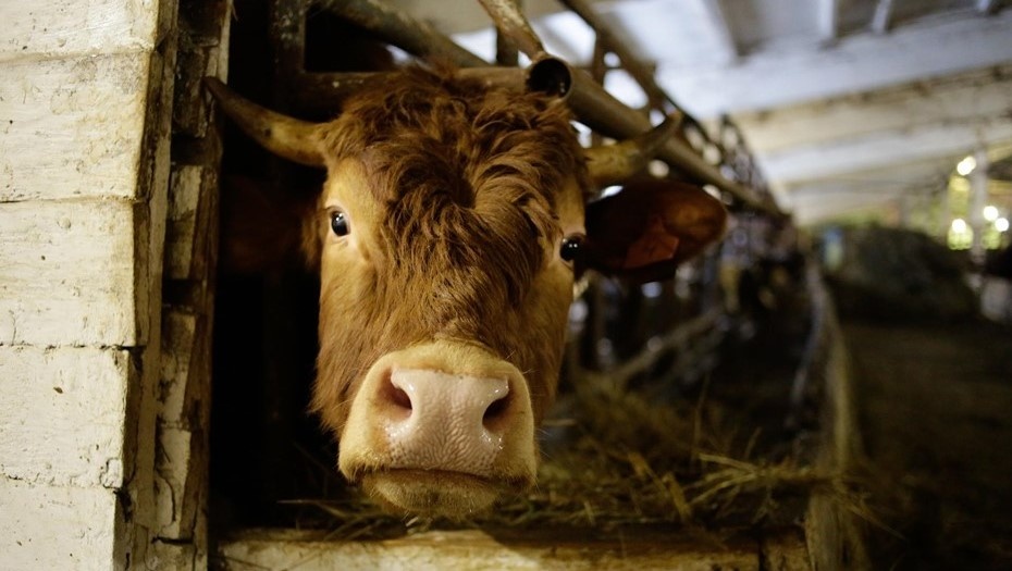    Автор фото: Антон Ваганов