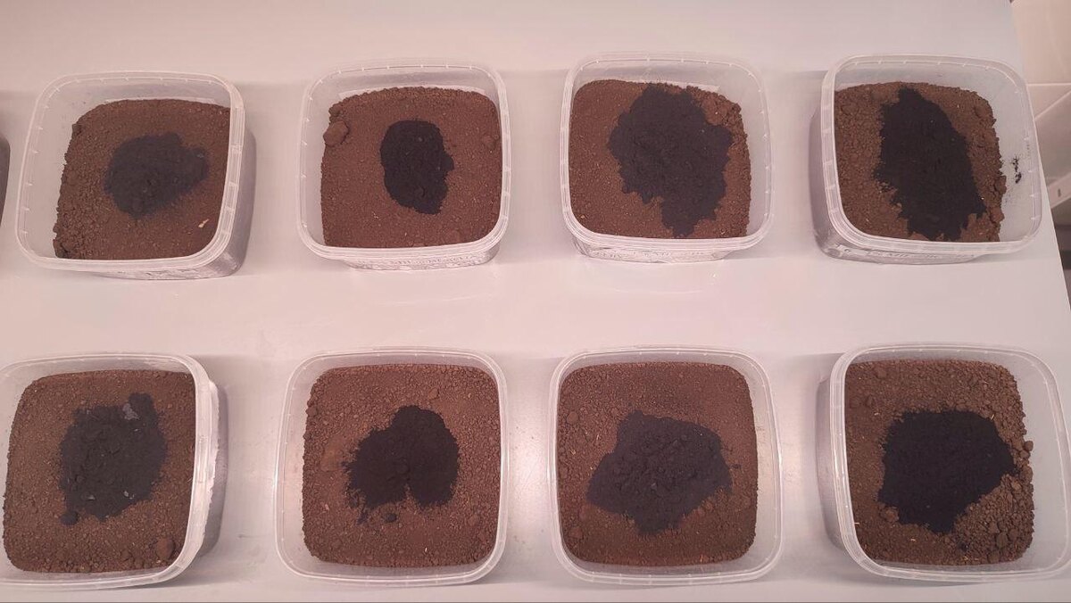 Биоугли, внесенные в почву. Источник: Татьяна Бауэр