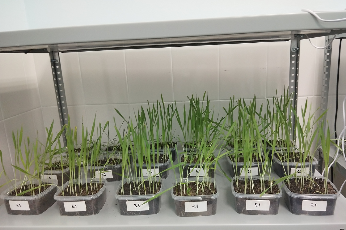 Растения ярового ячменя (Hordeum sativum), выращенные на загрязненной почве при внесении биоуглей. Источник: Татьяна Бауэр