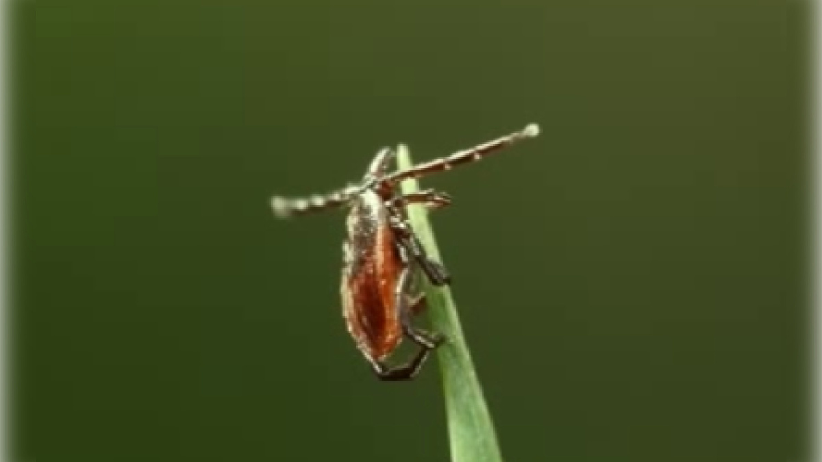    Куряне готовятся к сезону клещей