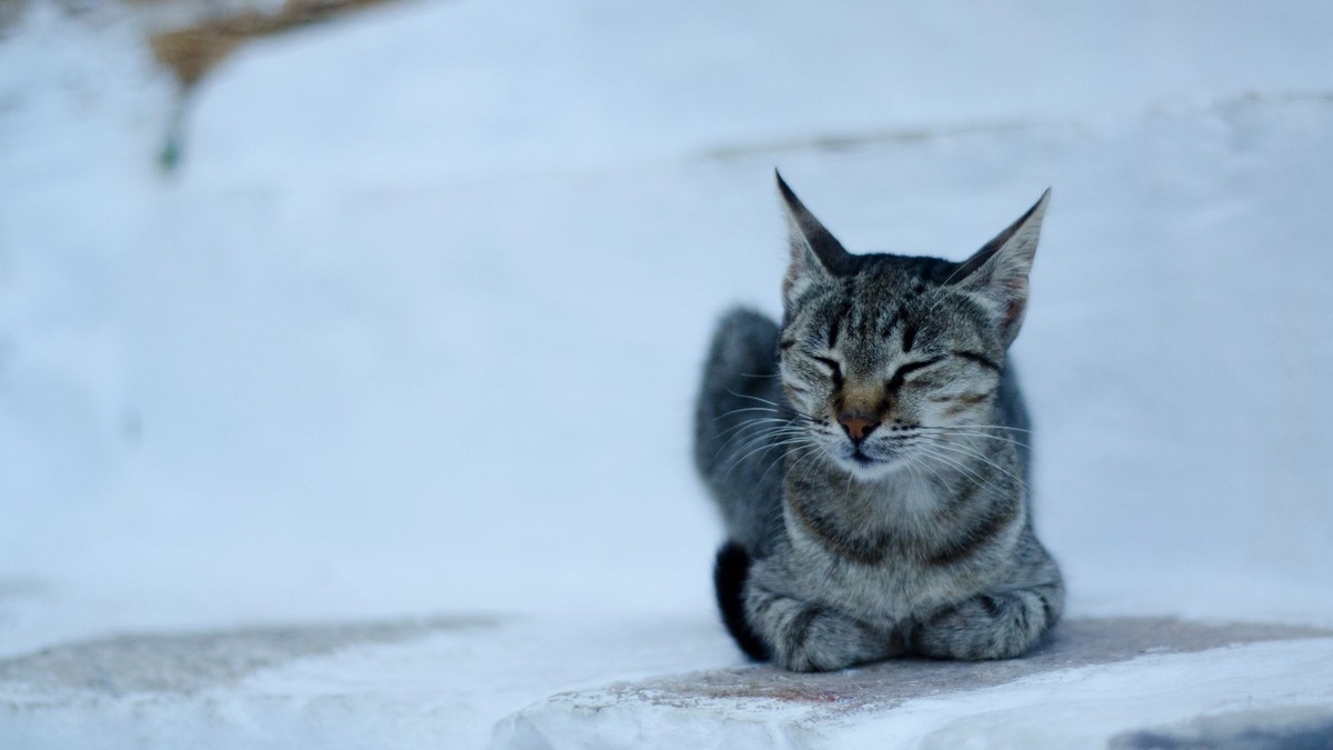    Аномальные холода в Кузбассе создавали серьезную опасность для всех, кто остался без крова. Фото несет иллюстративный характер