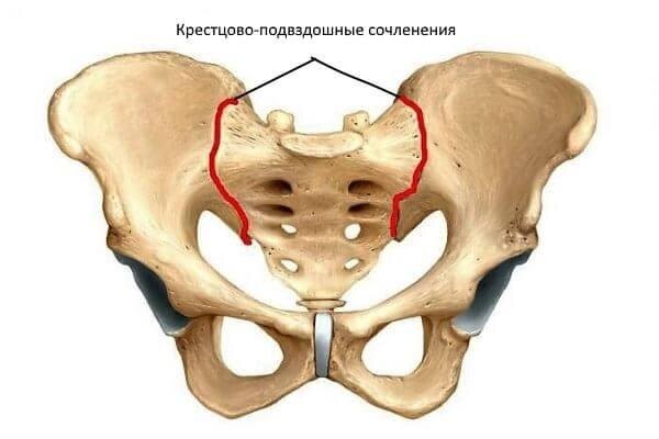 На изображении показана анатомия Крестцово-подвздошного сустава