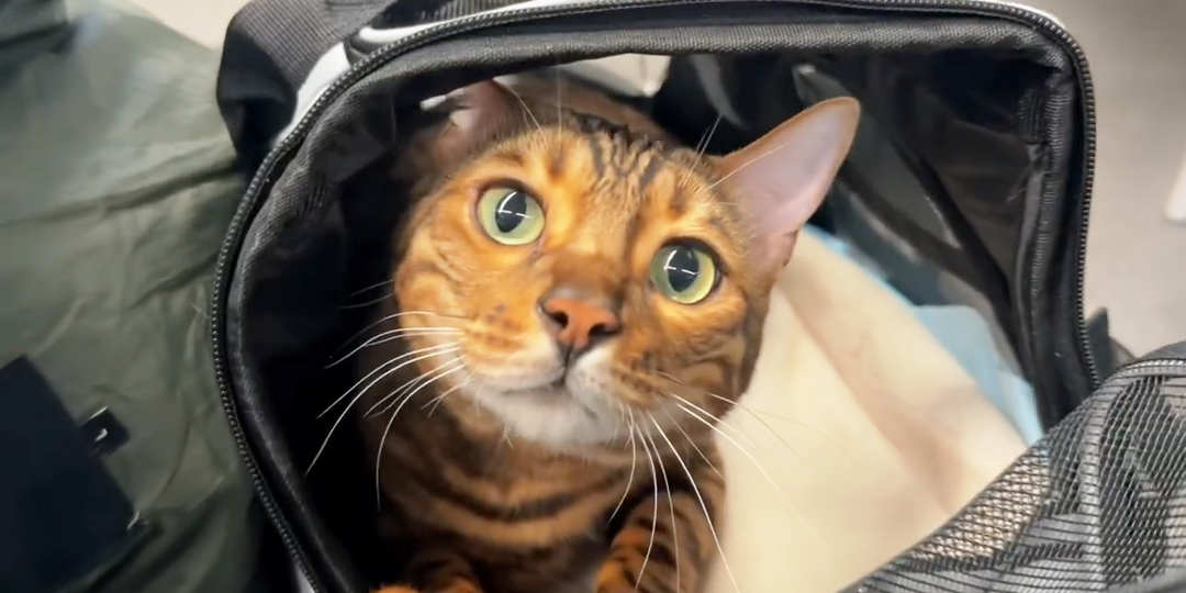 Переехать во Вьетнам с котом: сколько стоит и что узнаёшь только по прилёту