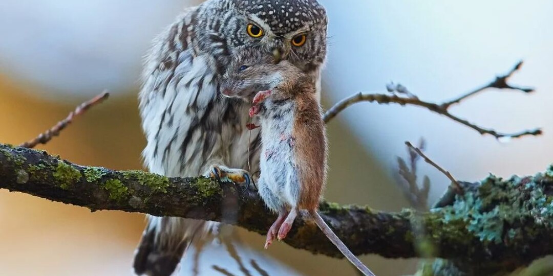 Воробьиный сычик — самая маленькая сова России: гроза синиц и крыс