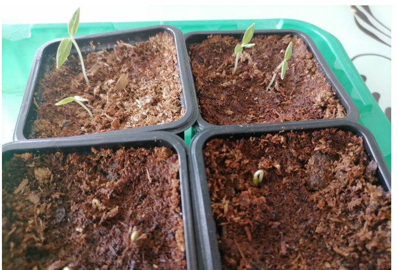 Всходы перцев и баклажанов, фото автора из прошлого года