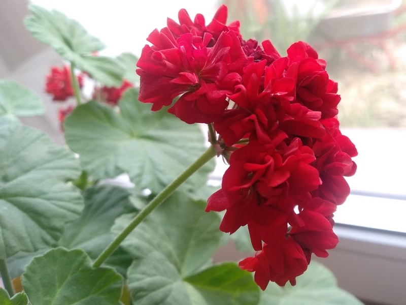 Цветение пеларгонии в сентябре. Фото из архива 2022 года