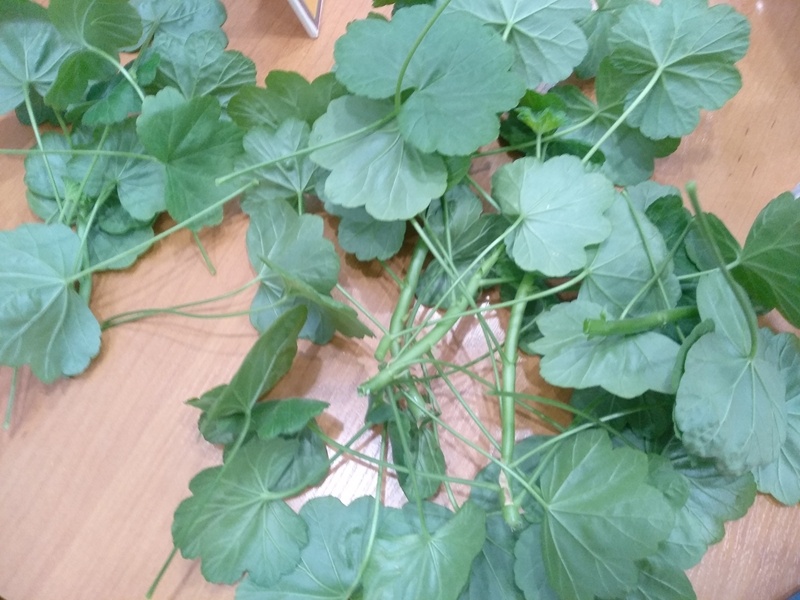 Это то что было срезано при формировке пеларгонии