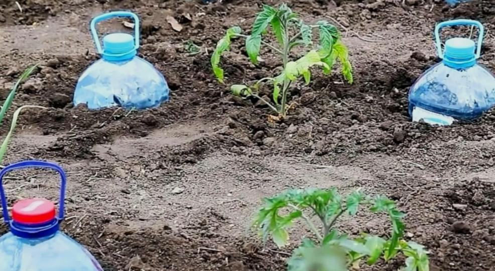 Вкопал в теплице 20 бутылок вместо капельного полива. Корни томатов в 3 раза длиннее