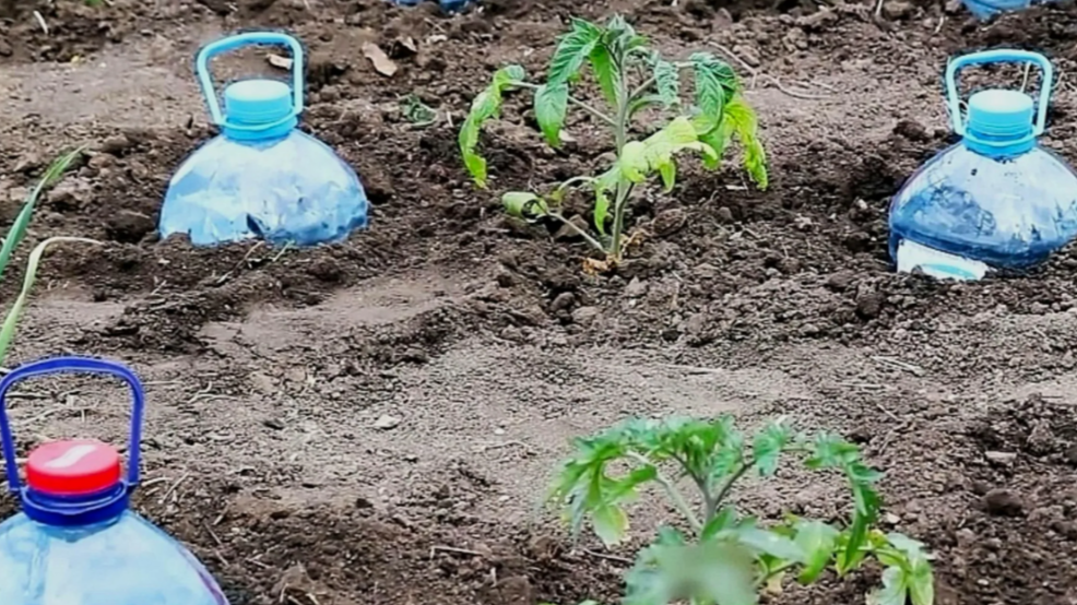 Метод полива с бутылками