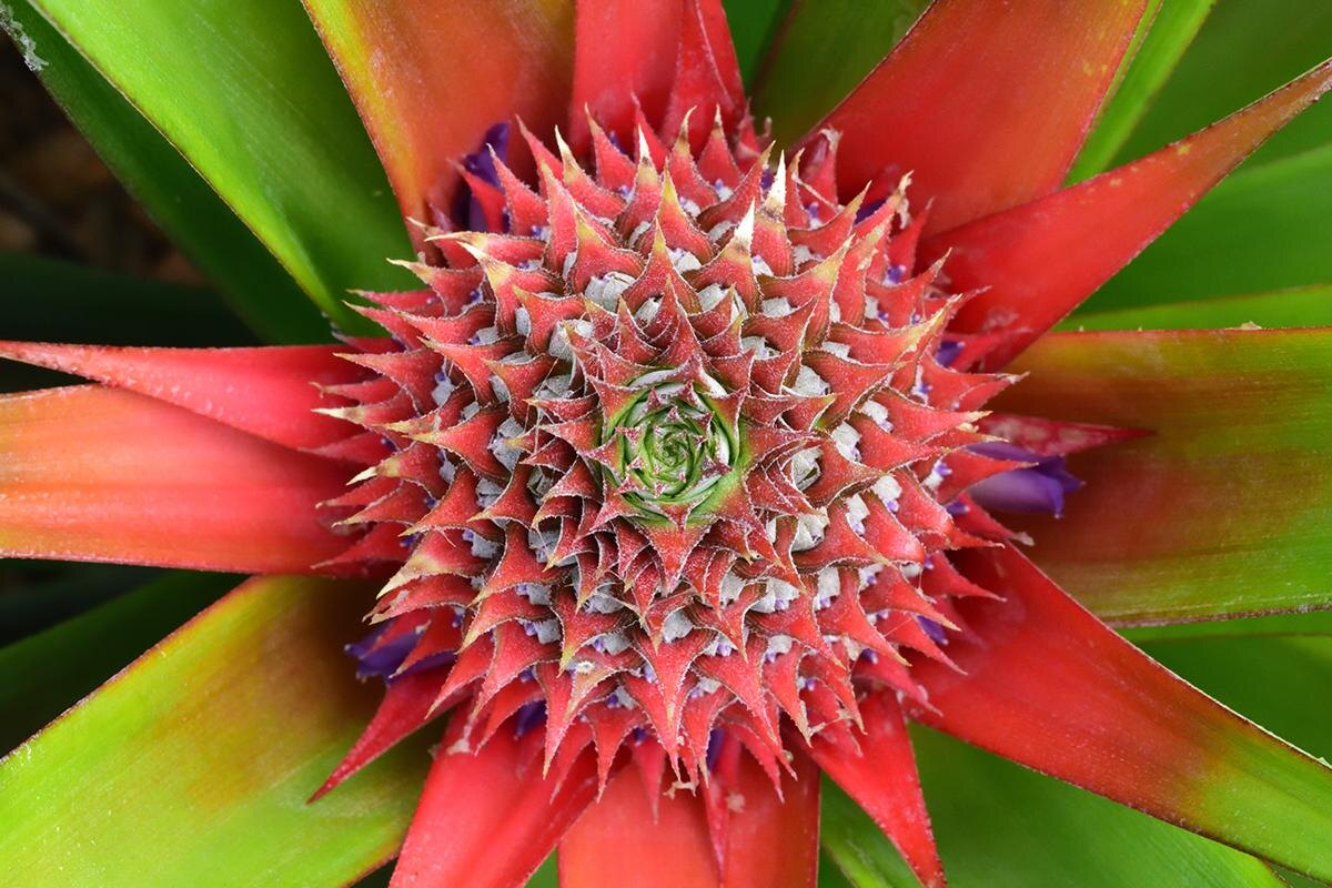 KANIT TEEBET / Shutterstock / FOTODOM📷Цветение ананаса называют стадией «красного сердца» из-за красных листьев, растущих у основания