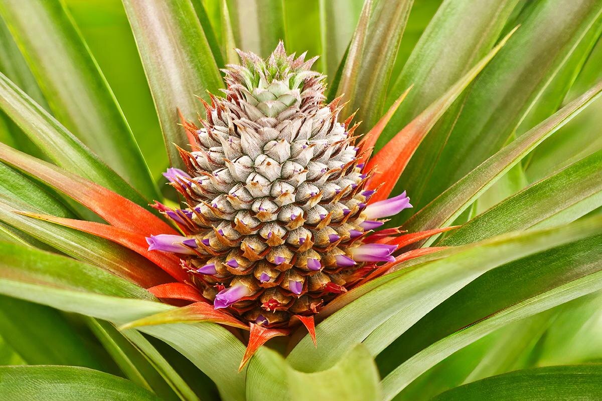 Agenturfotografin / Shutterstock / FOTODOM📷Количество цветков на ананасе может достигать сотни