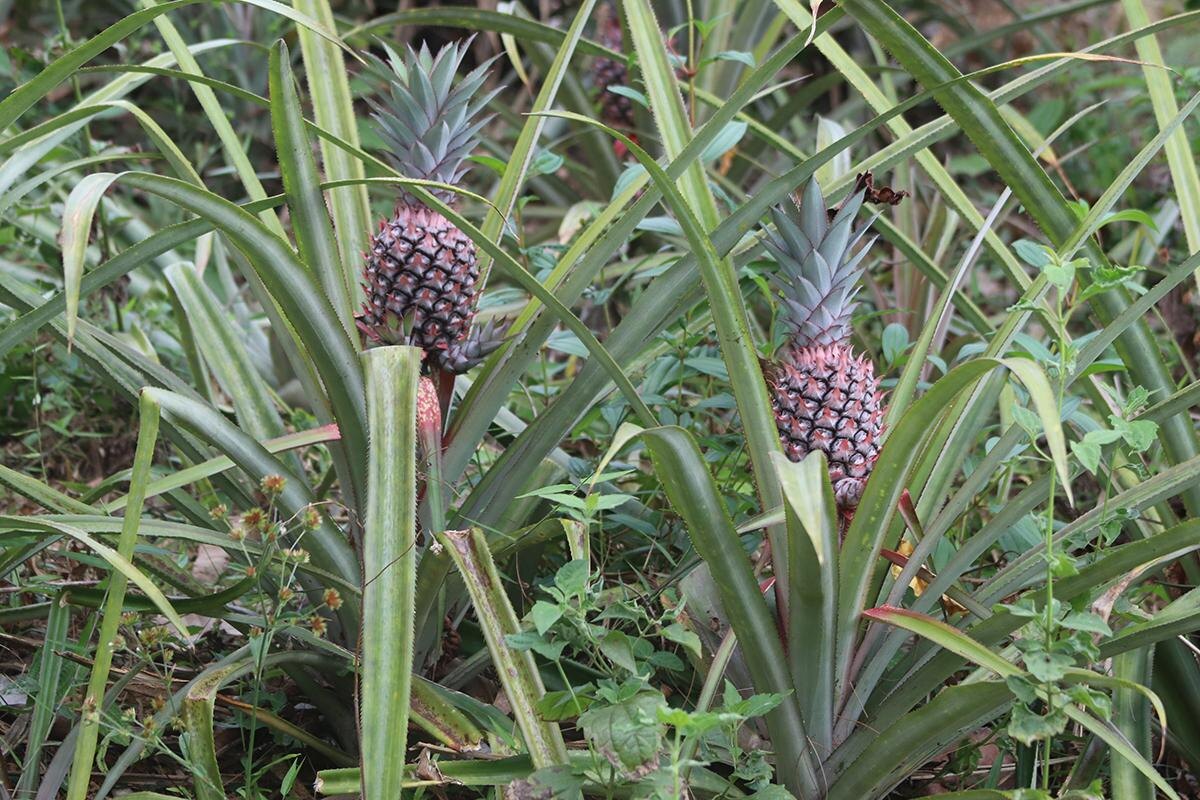 Sius Bolang / Shutterstock / FOTODOM📷Средняя длина листьев ананаса достигает 90 см, а высота взрослого растения с плодом — 90–120 см