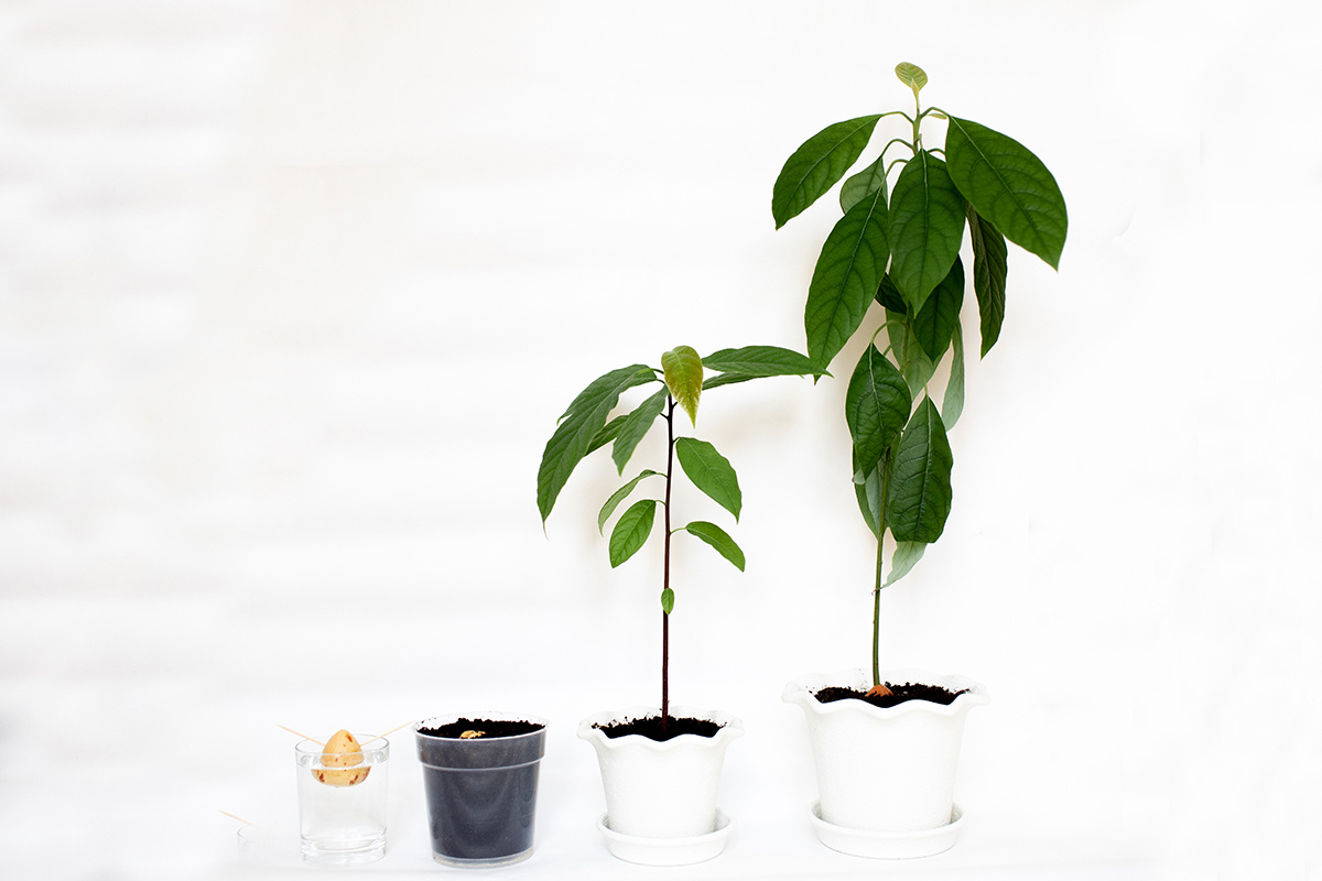 Elza Gazizova / Shutterstock / FOTODOM📷С помощью зубочисток в воде проращивают и другие растения: например, авокадо