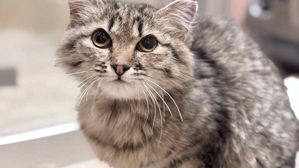 Непростая арифметика...шаг вперед и два назад. Но 1226 котов теперь дома)