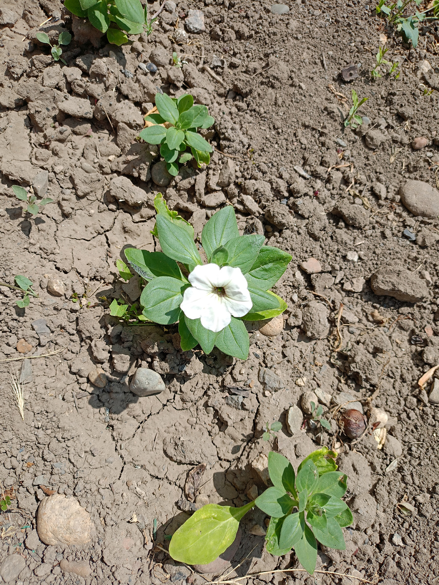 Прошлый год первые Петунии