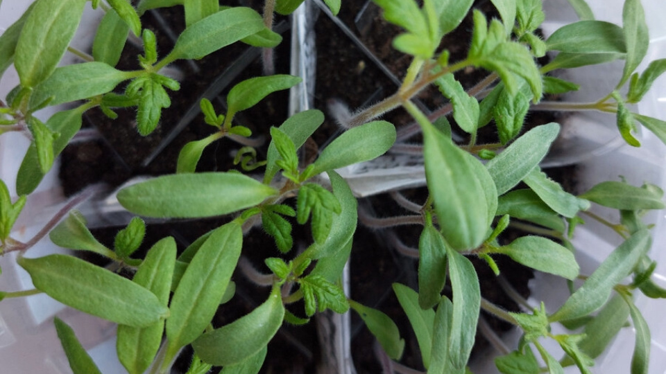 Сеять томаты как всегда или по-новому?