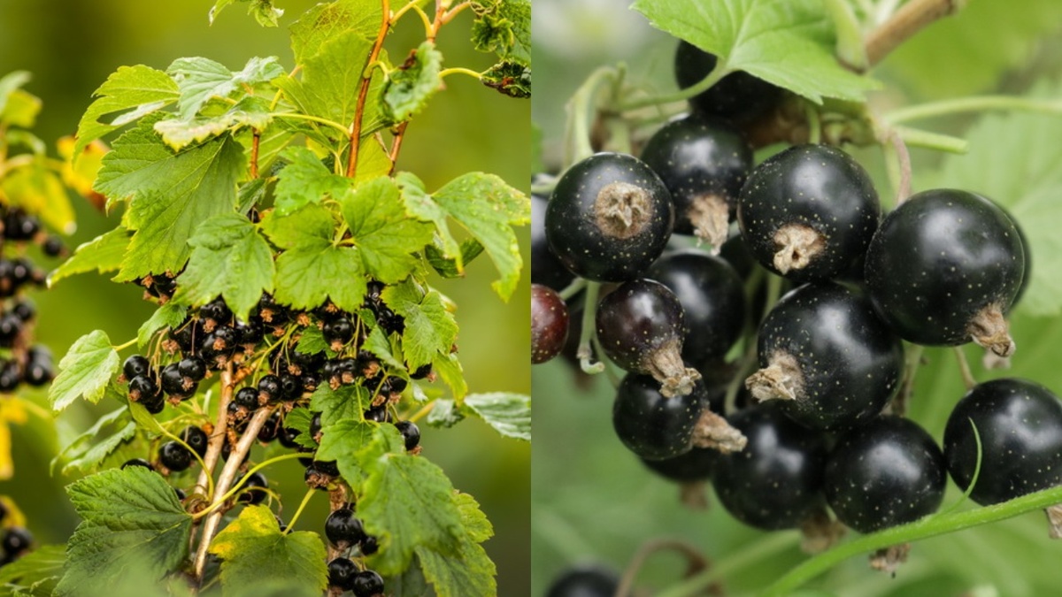 Слева — мой "урожай" после года подкормок навозом, справа — результат после исправления ошибок